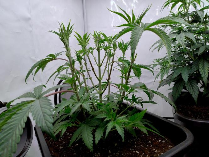 Slush Mint Cake - Dutch Passion. Week 4 - Lovely structure!