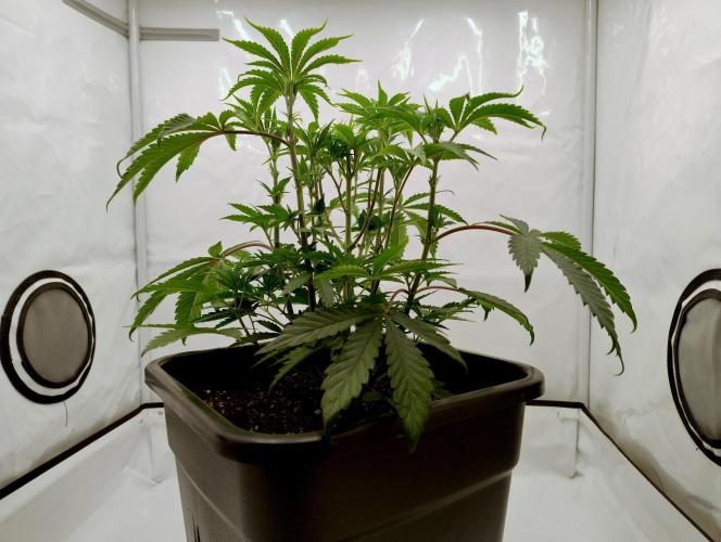 Slush Mint Cake - Dutch Passion. Week 4 - plant