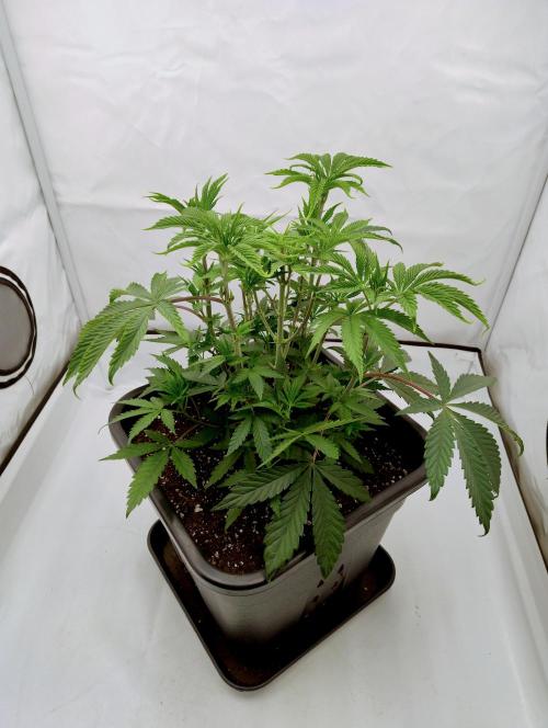 Slush Mint Cake - Dutch Passion. Week 4 - Plant!