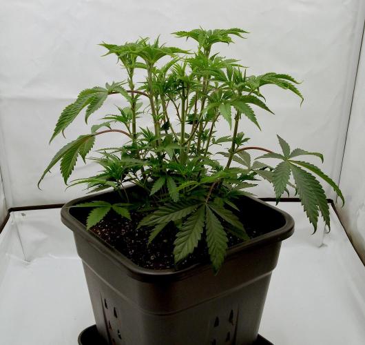 Slush Mint Cake - Dutch Passion. Week 4 - PLANT!!