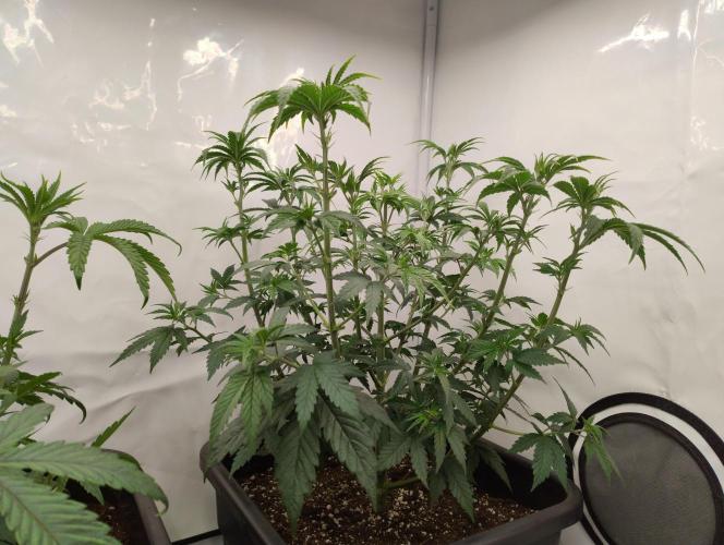 Chemdog - Greenhouse Seed Co.. Week 4 - Good shape