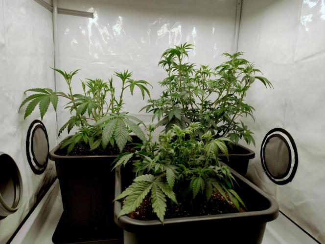 Chemdog - Greenhouse Seed Co.. Week 4 - All the girls