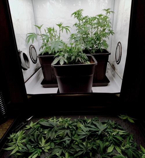 Chemdog - Greenhouse Seed Co.. Week 4