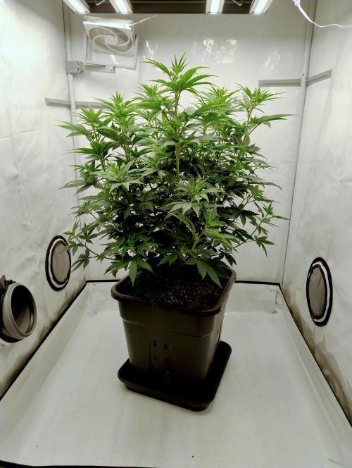 Chemdog - Greenhouse Seed Co.. Week 5 - Before cleanup