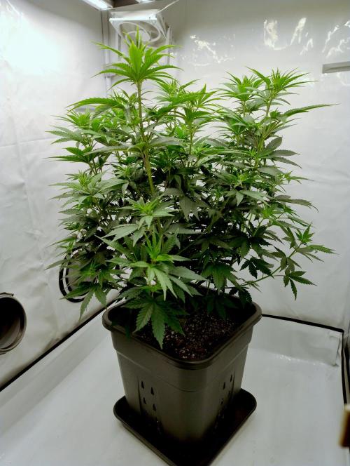 Chemdog - Greenhouse Seed Co.. Week 5 - Before cleanup
