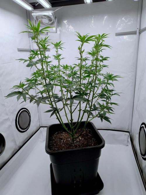 Chemdog - Greenhouse Seed Co.. Week 5 - After flower prep