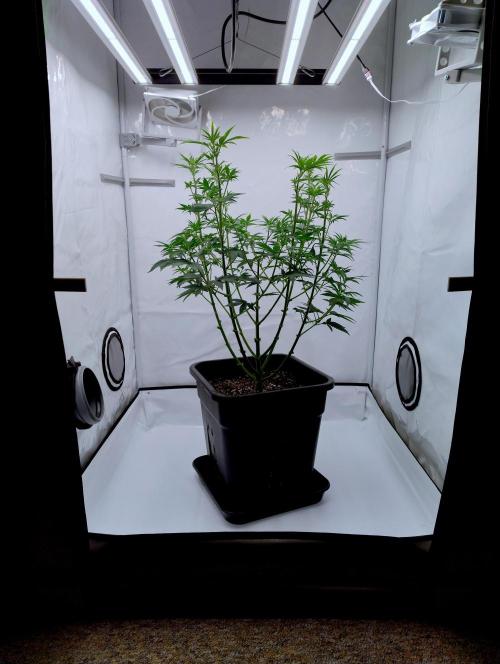 Chemdog - Greenhouse Seed Co.. Week 5 - After flower prep