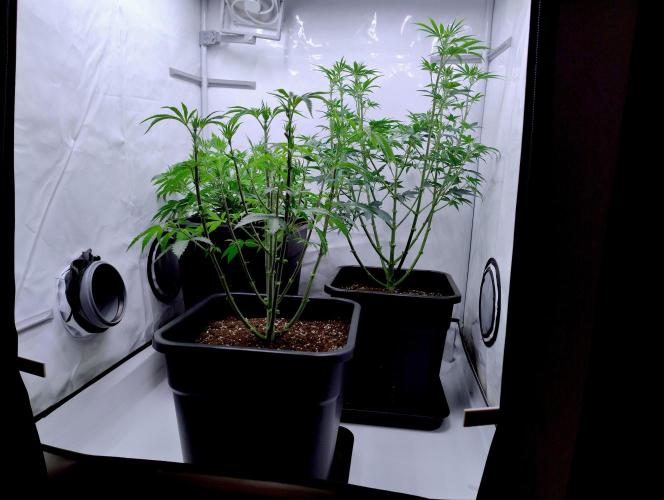Chemdog - Greenhouse Seed Co.. Week 5 - All the girls. Chemdog top right.