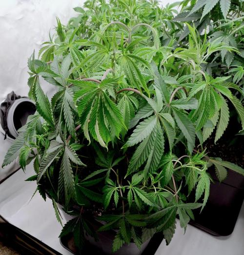 Slush Mint Cake - Dutch Passion. Week 5 - [Pre Cleanup:] End of light-period droop. (1h before lights-off)