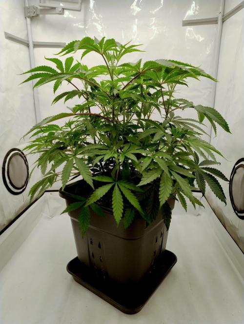 Slush Mint Cake - Dutch Passion. Week 5 - Pre-Cleanup (actually somewhat praying)