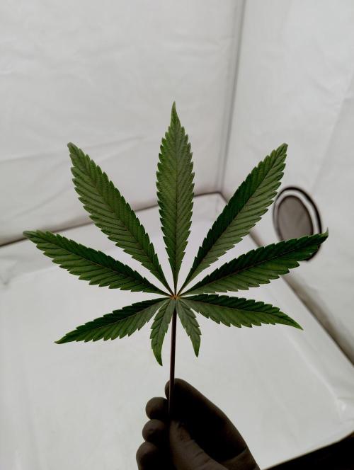 Slush Mint Cake - Dutch Passion. Week 5 - I like big leafs an' I can not lie!