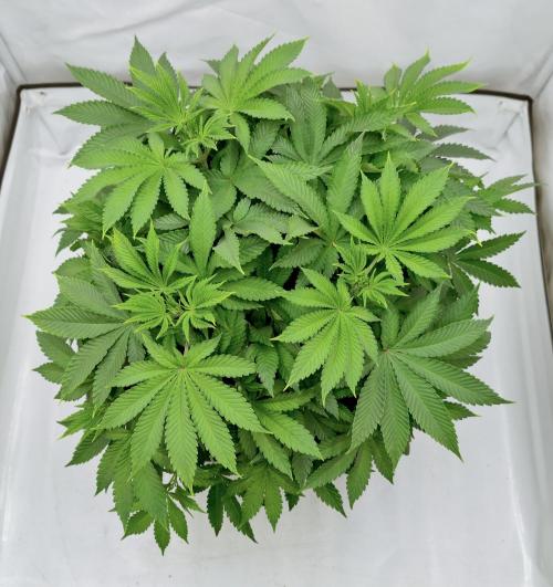 Sour Fruit Tartare F1 #8 - Dutch Passion. Week 5 - From the top