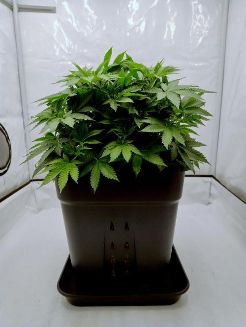 Sour Fruit Tartare F1 #8 - Dutch Passion. Week 5 - Side view