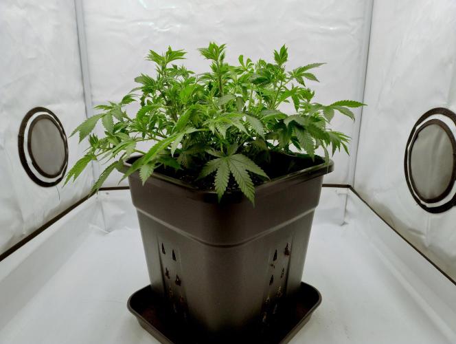 Sour Fruit Tartare F1 #8 - Dutch Passion. Week 5 - Somewhat cleaned up for 1212