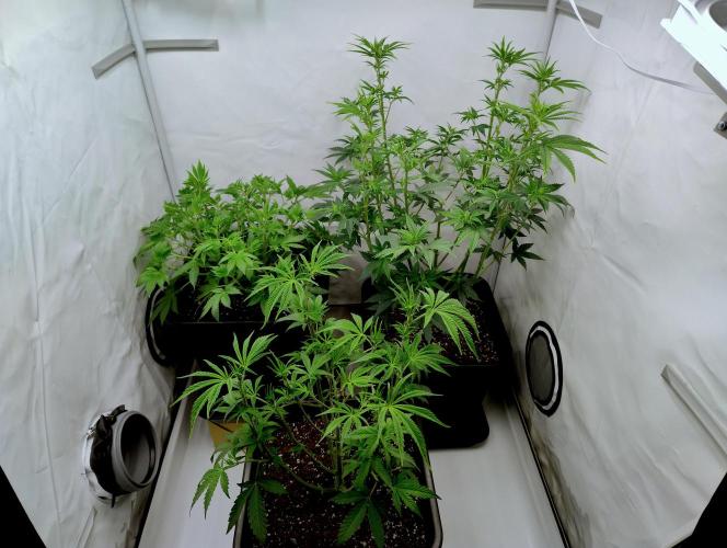 Sour Fruit Tartare F1 #8 - Dutch Passion. Week 5 - All the girls prepped for 1212. SFT top left!