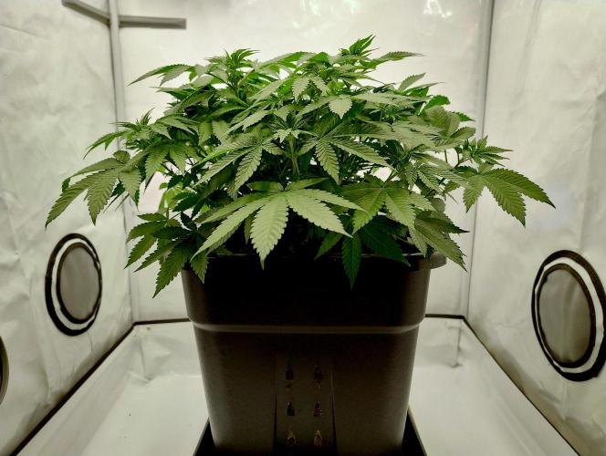 Sour Fruit Tartare F1 #8 - Dutch Passion. Week 6 - Pre little-cleanup side