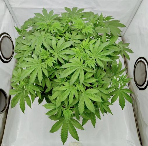 Sour Fruit Tartare F1 #8 - Dutch Passion. Week 6 - Pre little-cleanup top (Perspective makes her look bigger than she is)