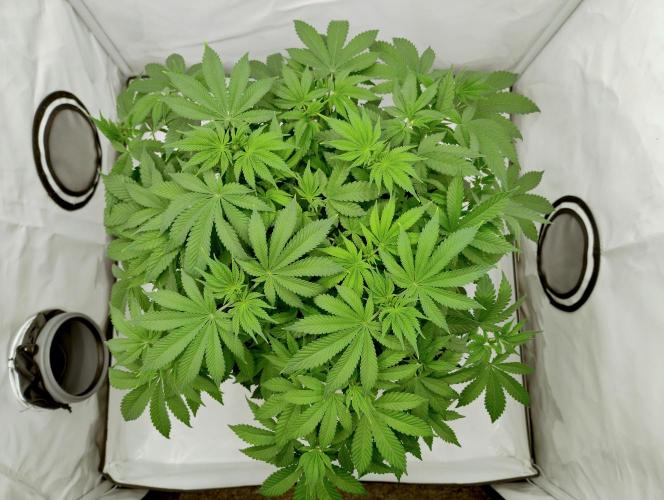 Sour Fruit Tartare F1 #8 - Dutch Passion. Week 6 - Pre little-cleanup top (Perspective makes her look bigger than she is)