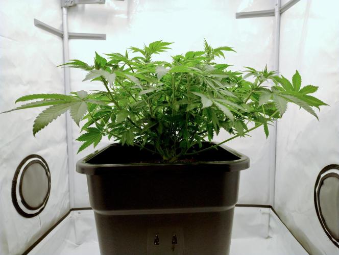Sour Fruit Tartare F1 #8 - Dutch Passion. Week 6 - Post little-cleanup side view - slowly but surely we get some shape!