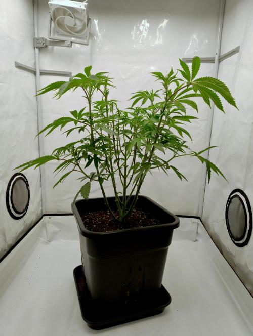 Slush Mint Cake - Dutch Passion. Week 6