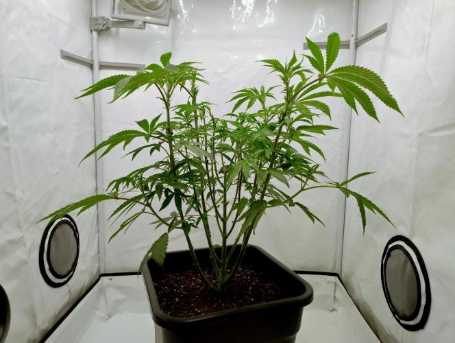 Slush Mint Cake - Dutch Passion. Week 6