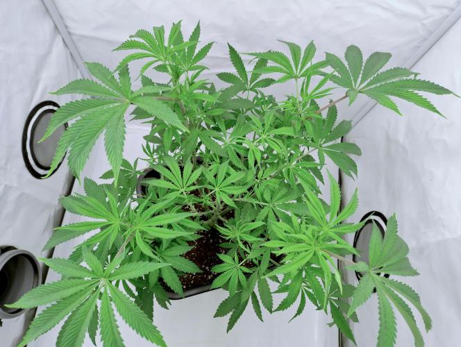 Slush Mint Cake - Dutch Passion. Week 6 - Top view. filling out nicely.