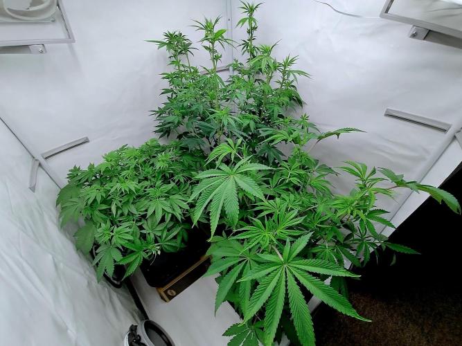 Slush Mint Cake - Dutch Passion. Week 6 - Wide angle view of her tent. SMC bottom right.