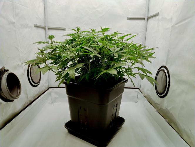 Sour Fruit Tartare F1 #8 - Dutch Passion. Week 7 - Before
