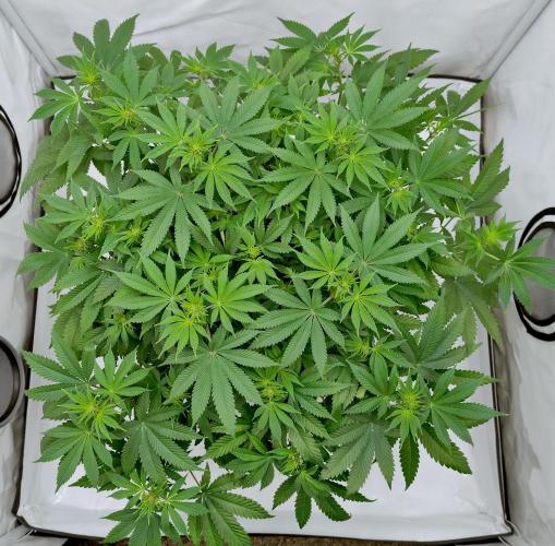 Sour Fruit Tartare F1 #8 - Dutch Passion. Week 7 - Before