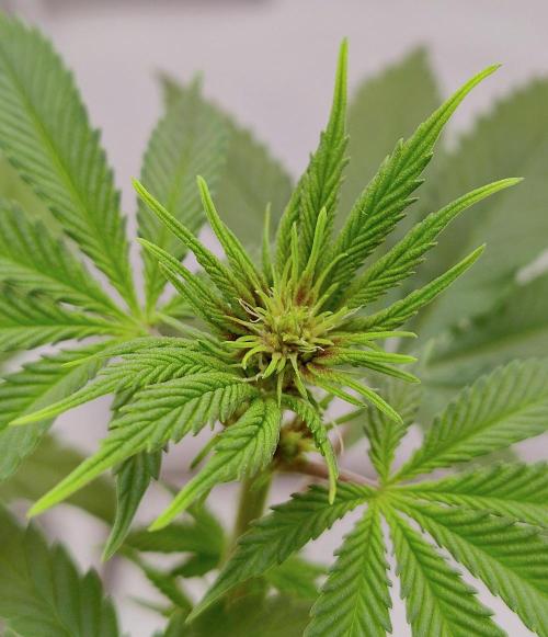 Sour Fruit Tartare F1 #8 - Dutch Passion. Week 7 - Same branch a little bigger
