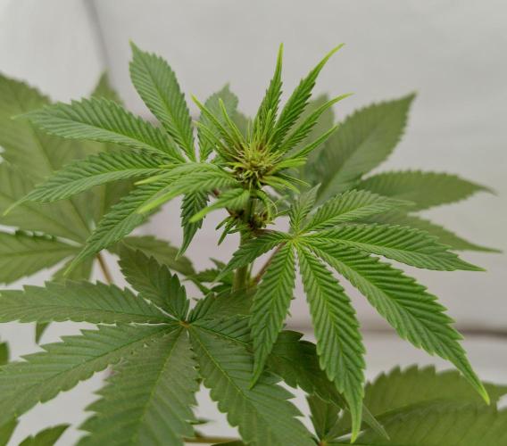 Sour Fruit Tartare F1 #8 - Dutch Passion. Week 7 - One of the cut branches.