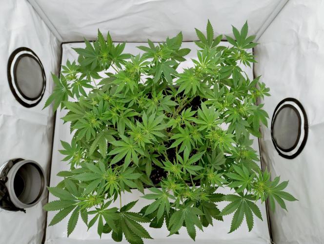 Sour Fruit Tartare F1 #8 - Dutch Passion. Week 7 - Top view