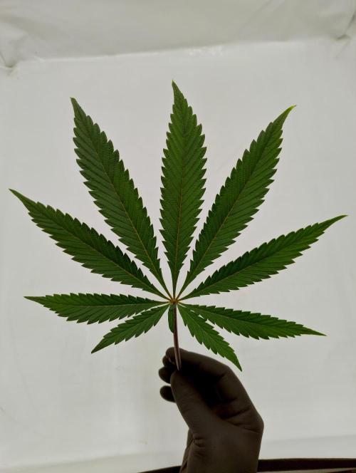Slush Mint Cake - Dutch Passion. Week 7 - Fanleaf