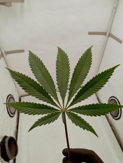 Slush Mint Cake - Dutch Passion. Week 7 - Same leaf slight angle