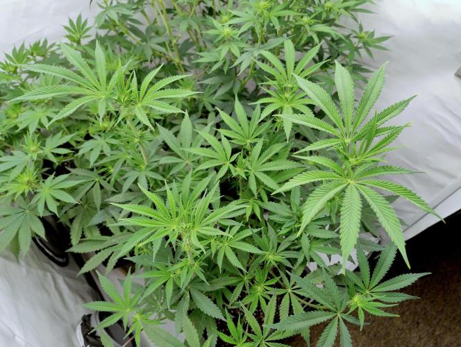 Slush Mint Cake - Dutch Passion. Week 7 - Her tent from above. SMC @ bottom.