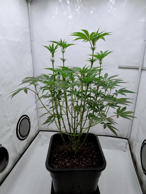Slush Mint Cake - Dutch Passion. Week 7