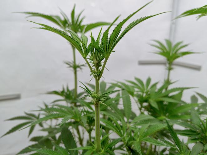 Slush Mint Cake - Dutch Passion. Week 7