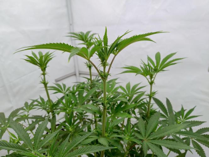 Slush Mint Cake - Dutch Passion. Week 7