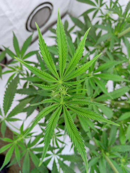 Slush Mint Cake - Dutch Passion. Week 7