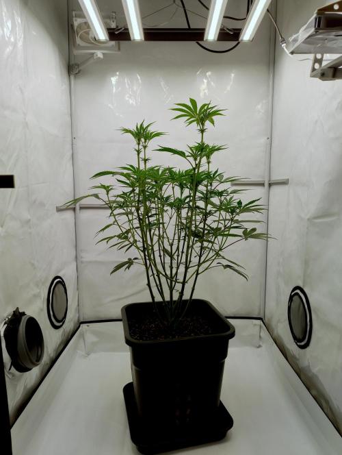Slush Mint Cake. Week 7