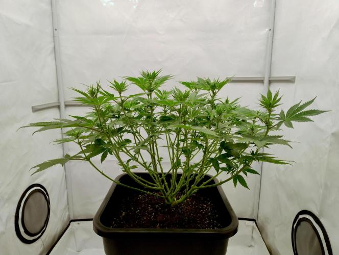 Sour Fruit Tartare F1 #8 - Dutch Passion. Week 7 - After cleaning. Little by little we're getting some shape!