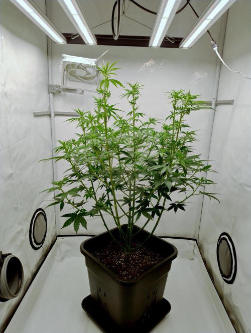 Chemdog - Greenhouse Seed Co.. Week 6