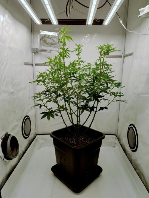 Chemdog - Greenhouse Seed Co.. Week 6