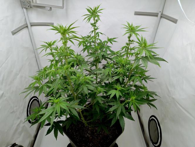 Chemdog - Greenhouse Seed Co.. Week 6