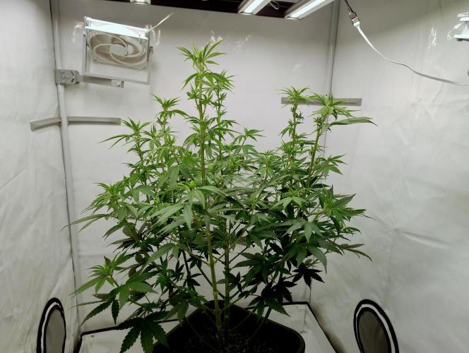 Chemdog - Greenhouse Seed Co.. Week 6