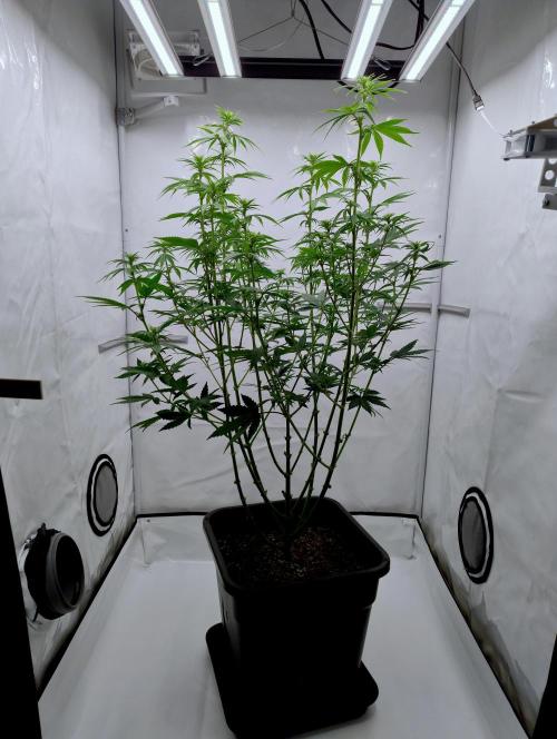 Chemdog - Greenhouse Seed Co.. Week 7