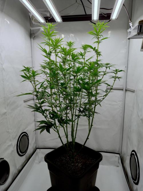 Chemdog - Greenhouse Seed Co.. Week 7
