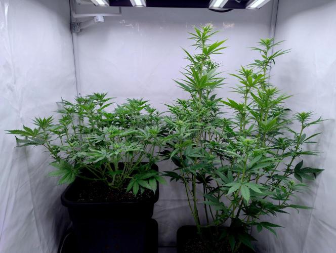 Chemdog - Greenhouse Seed Co.. Week 7 - Chemdog on the right. (beside a DP Sour Fruit Tartare #8)