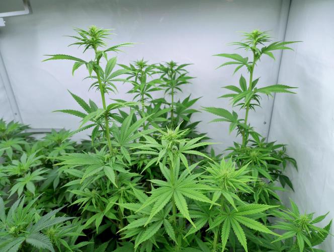 Chemdog - Greenhouse Seed Co.. Week 7