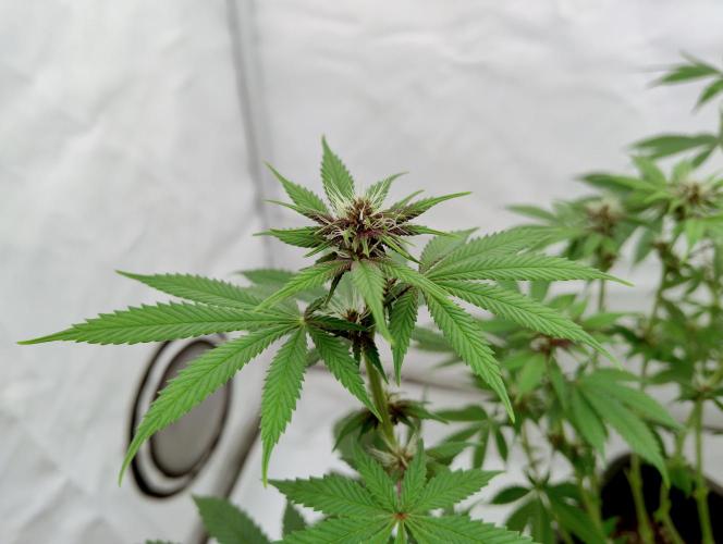 Sour Fruit Tartare F1 #8 - Dutch Passion. Week 8 - Look at these colours! ❤️